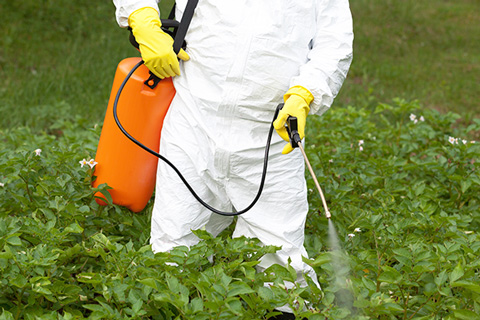 Man spraying herbicide in non-organic garden causing food contamination