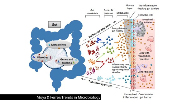 Microbial trends of gut microbiome