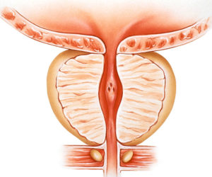 Illustration of normal male prostate